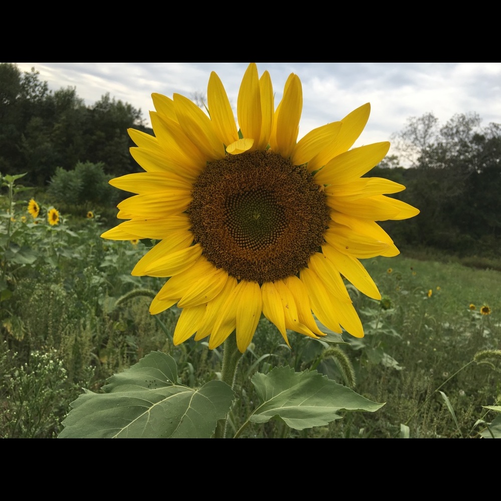 Meet your Posher, Jean